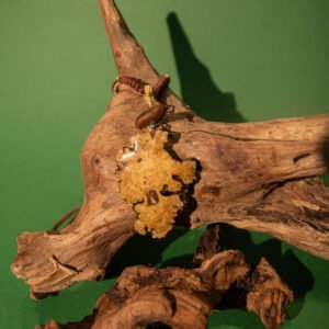 ”CHUAN XIONG" Necklace, Hand-Made Natural Materials, 925 silver joint - Image 2